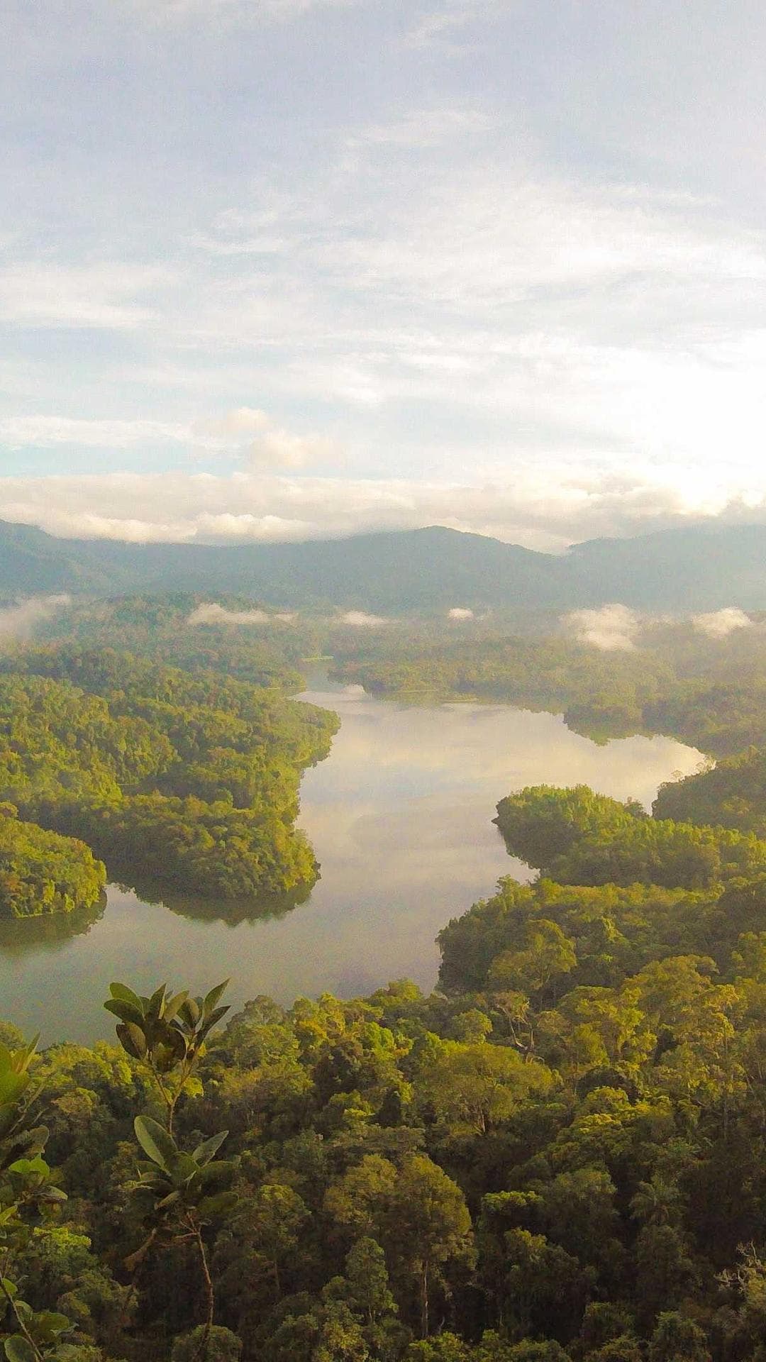 Lush green forest path with sunbeams